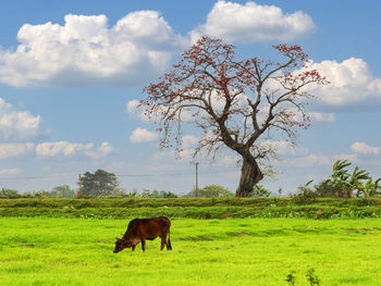 Horses in a field