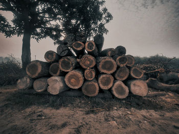 Stack of logs on field in forest