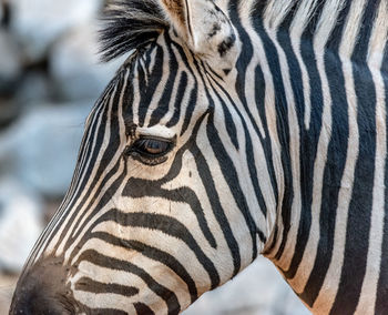 Close-up of zebra