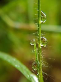 Close-up of water drops on spider web