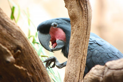 Close-up of bird perching on tree