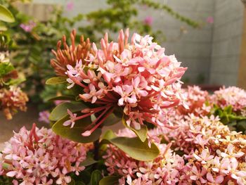 Close-up of pink flowering plant