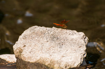 Close-up of insect on rock