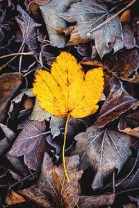 Close-up of dry maple leaves