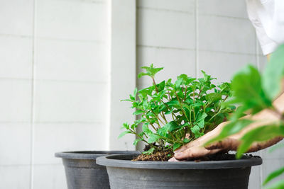 Close-up of potted plant against wall