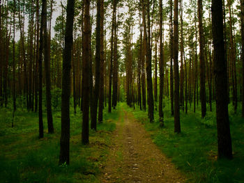 Dirt road amidst trees in forest