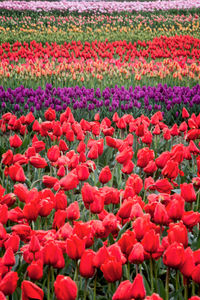 Full frame shot of red tulips in field