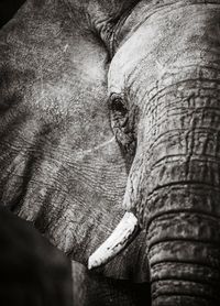 Close-up of elephant on tree trunk