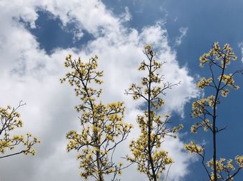 Low angle view of flowering plant against cloudy sky