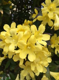 Close-up of yellow flower