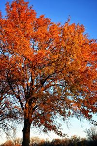 Low angle view of trees against clear sky