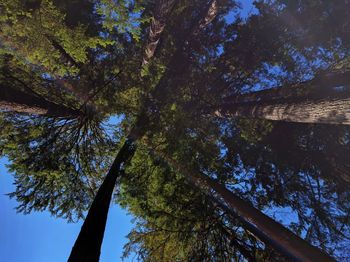 Low angle view of trees in forest