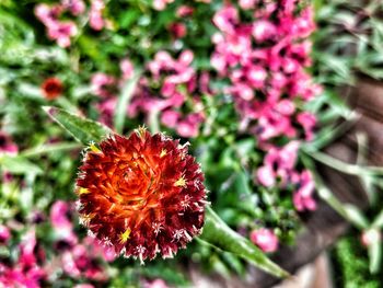 Close-up of pink flowers blooming outdoors