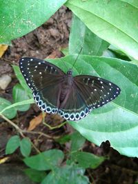 Close-up of butterfly on leaf