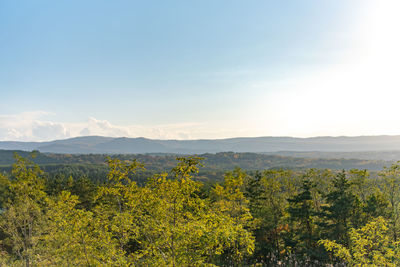 Plants growing on landscape against sky