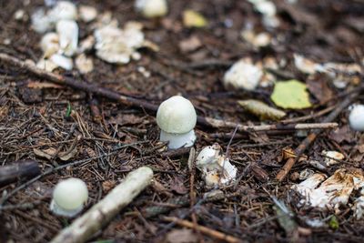 High angle view of mushrooms growing on field