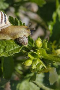 Close-up of snail on plant