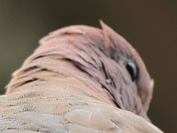 Close-up of bird against black background