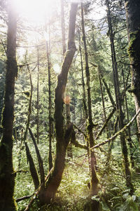 Sunlight streaming through trees in forest