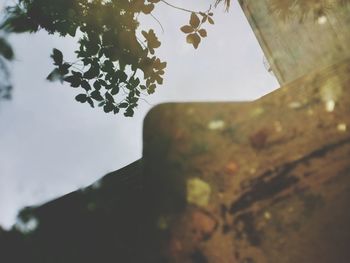 Low angle view of tree against sky
