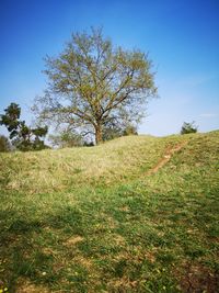 Tree on field against clear sky