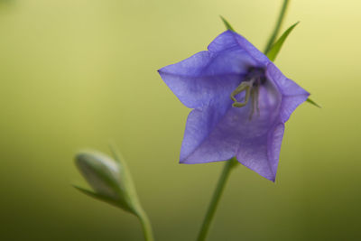 Close-up of purple flower