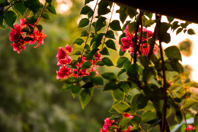 Close-up of pink flowering plant