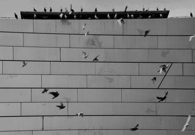 Low angle view of birds flying against building