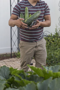 Man picking organic zucchini's from his garden