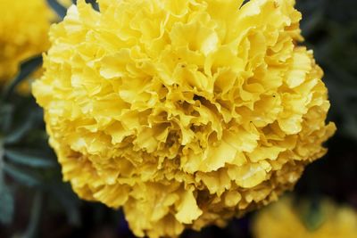 Close-up of yellow flower