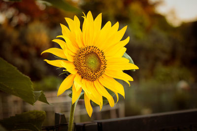 Close-up of yellow flower