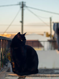 Cat sitting on a wall