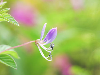 Close-up of insect on plant