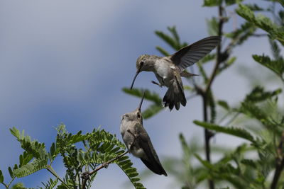 Low angle view of a bird flying