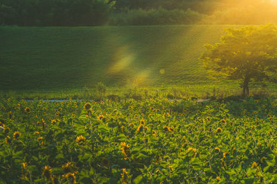 Plants growing on field