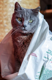 Close-up portrait of cat