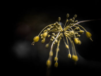 Close-up of flower on plant against black background