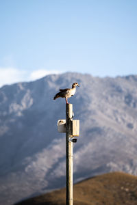 Low angle view of bird perching on rock