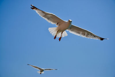 Low angle view of seagull flying