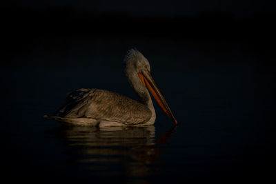 Close-up of pelican