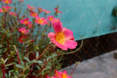 Close-up of pink flower blooming outdoors