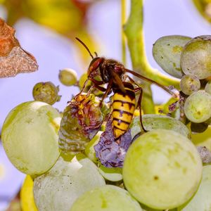 Close-up of bee pollinating on a flower