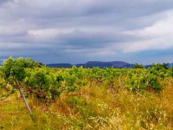 Plants growing on land against sky