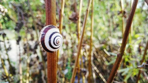 Close-up of snail on plant