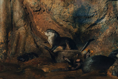 Otters in saint petersburg oceanarium, russia