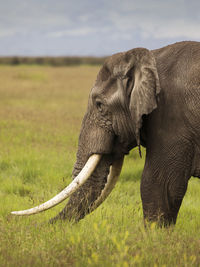 Close-up of elephant on land