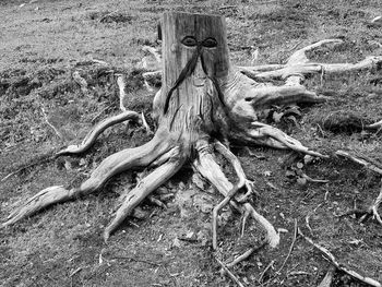 High angle view of tree roots on field