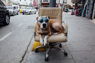 Dog sitting on sidewalk