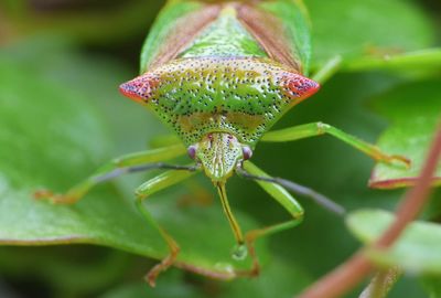 Close-up of green insect on flower