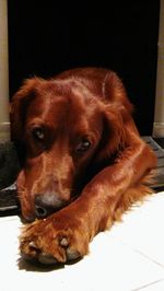 Close-up portrait of dog